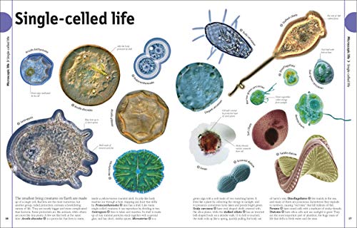 THE ANIMAL BOOK - Retail Maharaj