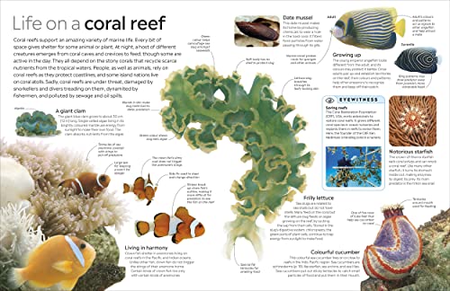 Ocean - Retail Maharaj