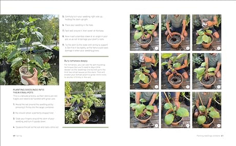 Tomatoes and Basil on the 5th Floor (The Frenchie Gardener): All You Need for a Bountiful Balcony Harvest - Retail Maharaj