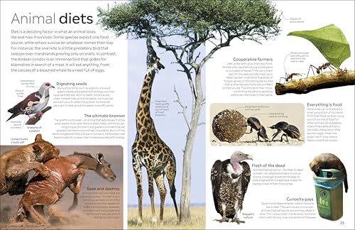 Animal - Retail Maharaj