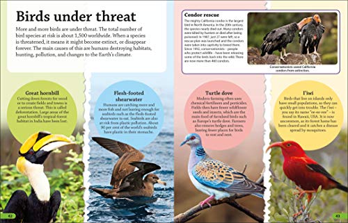 DKfindout! Birds - Retail Maharaj