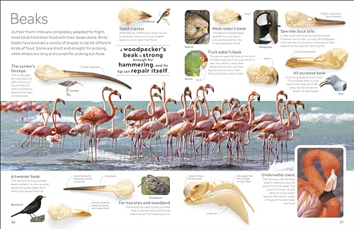 Bird (DK Eyewitness) - Retail Maharaj