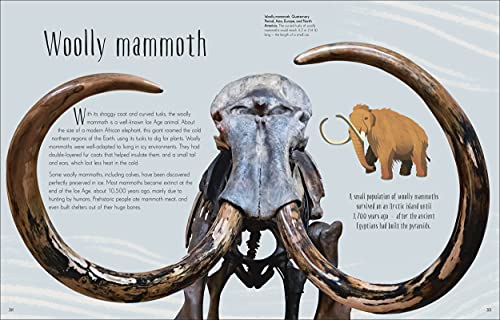 Dinosaurs and Other Prehistoric Life (DK Children's Anthologies) - Retail Maharaj