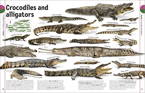 THE ANIMAL BOOK - Retail Maharaj