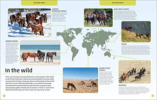 Horses & Ponies: Everything You Need to Know, From Bridles and Breeds to Jodhpurs and Jumping! - Retail Maharaj