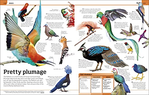 Animal Knowledge Genius!: A Quiz Encyclopedia to Boost Your Brain - Retail Maharaj