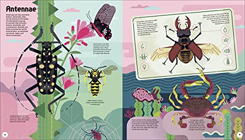 Evolved: An Illustrated Guide to Evolution - Retail Maharaj