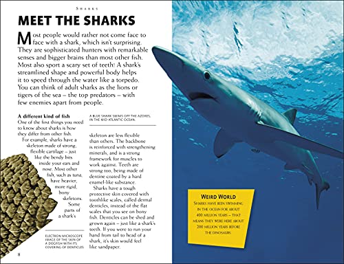 Sharks: Riveting Reads for Curious Kids (Mega Bites) - Retail Maharaj