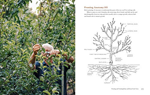 Fruit Trees for Every Garden: An Organic Approach to Growing Apples, Pears, Peaches, Plums, Citrus, and More