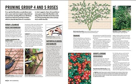 Grow Roses: Essential Know-how and Expert Advice for Gardening Success - Retail Maharaj