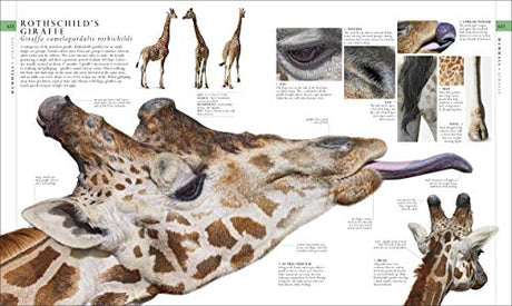 The Natural History Book: The Ultimate Visual Guide to Everything on Earth (DK Definitive Visual Encyclopedias) - Retail Maharaj