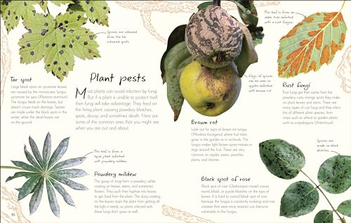 An Anthology of Fungi: A Collection of 100 Mushrooms, Toadstools and Other Fungi - Retail Maharaj