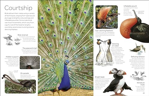 Bird (DK Eyewitness) - Retail Maharaj