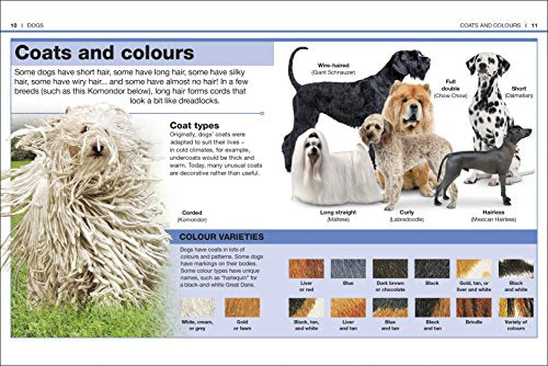 Pocket Eyewitness Dogs - Retail Maharaj