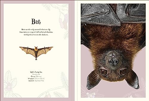 An Anthology of Intriguing Animals Poster Book: With More Than 30 Reversible Tear-Out Posters - Retail Maharaj