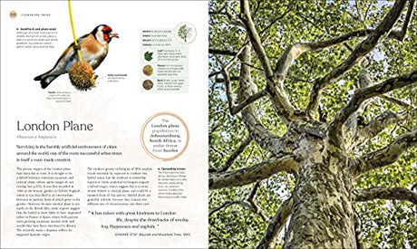 The Tree Book: The Stories, Science, and History of Trees - Retail Maharaj