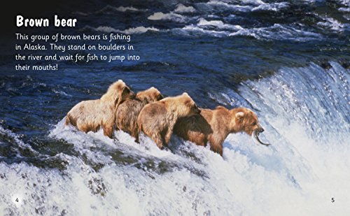 Bear Spotting: Band 05/Green (Collins Big Cat Phonics for Letters and Sounds) - Retail Maharaj