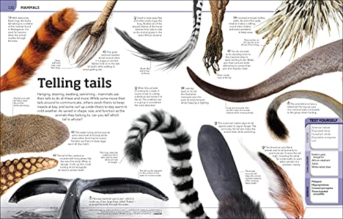 Animal Knowledge Genius!: A Quiz Encyclopedia to Boost Your Brain - Retail Maharaj