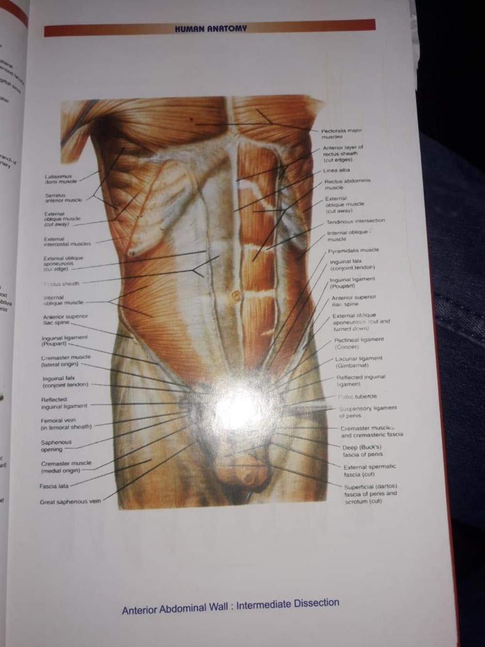 Ottadhunik Anatomy Shikha Bengali Medical (Bengali Version) - Retail Maharaj