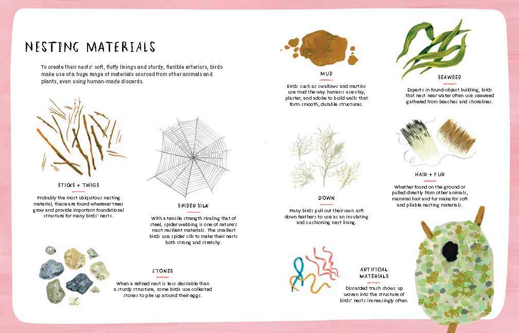 Nests, Eggs, Birds: An Illustrated Aviary