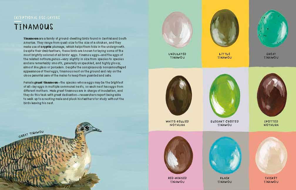 Nests, Eggs, Birds: An Illustrated Aviary