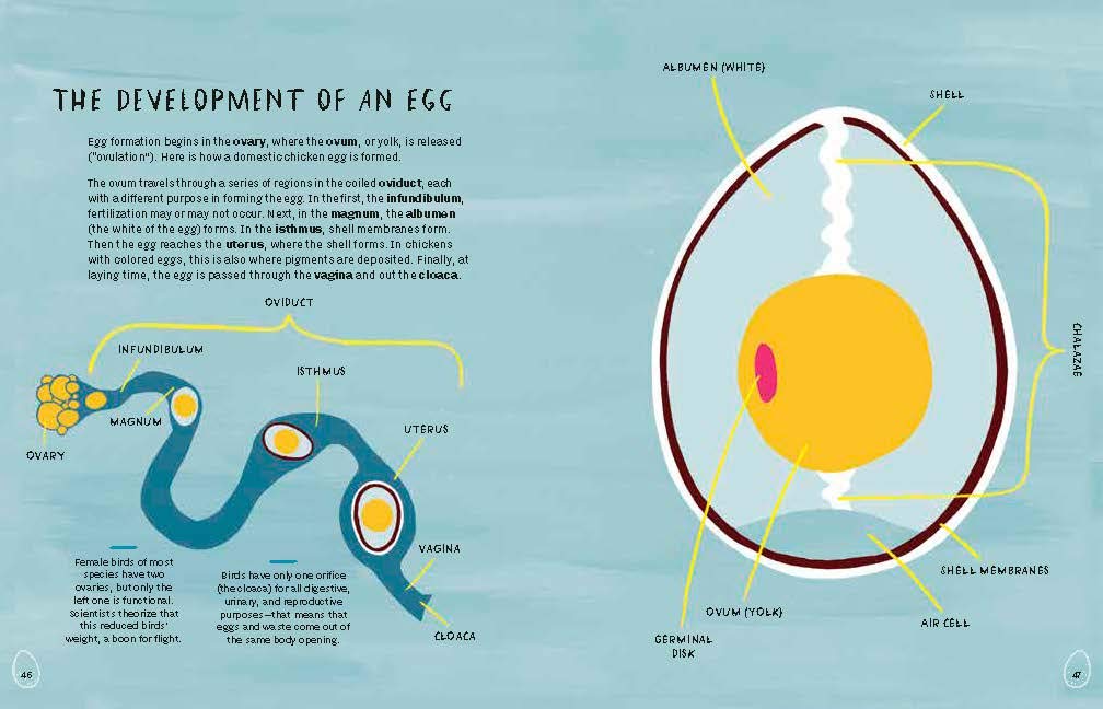 Nests, Eggs, Birds: An Illustrated Aviary