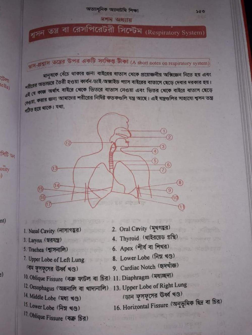 Ottadhunik Anatomy Shikha Bengali Medical (Bengali Version) - Retail Maharaj