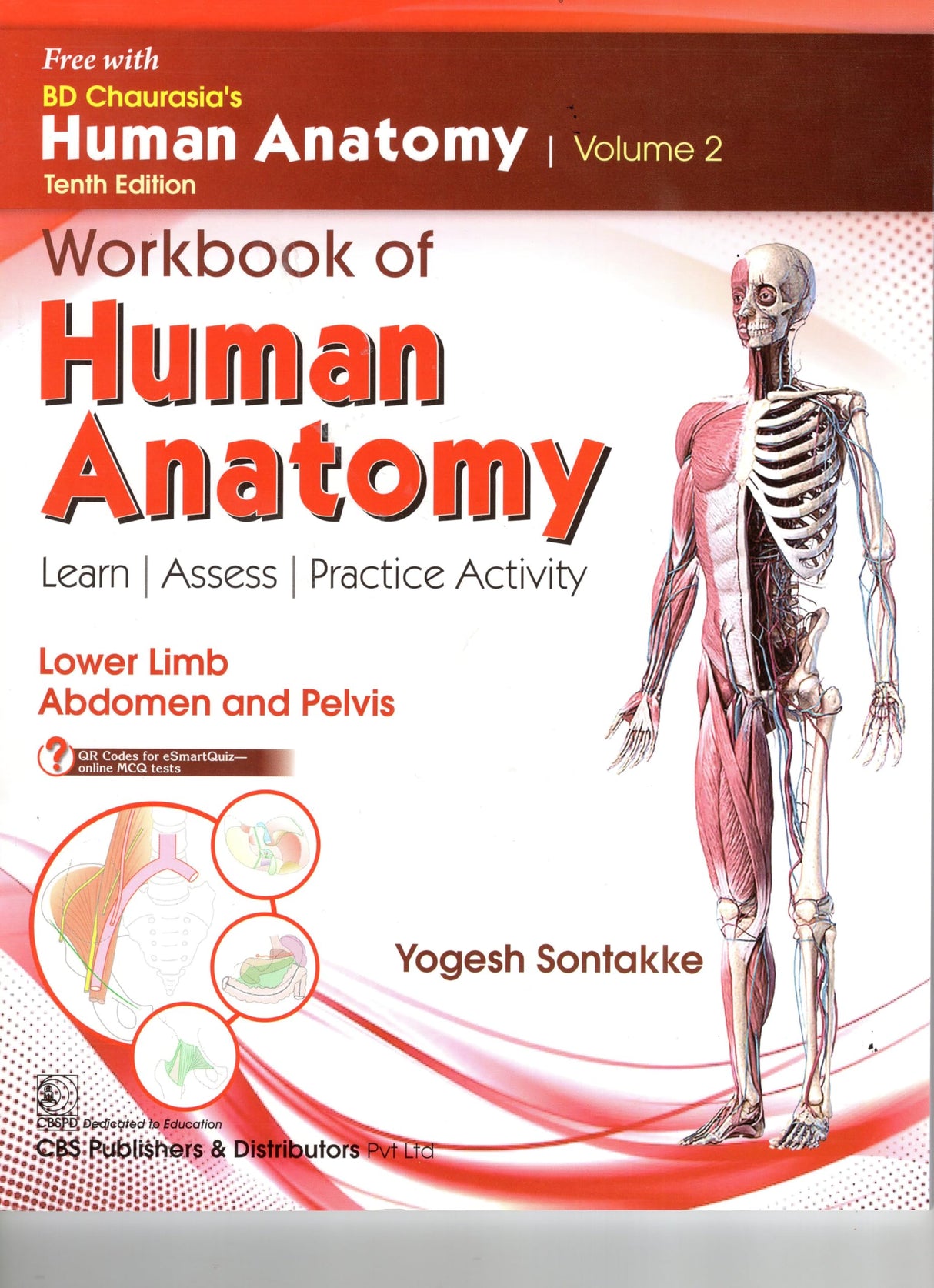 Bd Chaurasias Human Anatomy - 10Ed Vol 2 Regional And Applied Dissection And Clinical Lower Limb Abdomen And Pelvis With Free Workbook And Ebooks (Pb 2025)