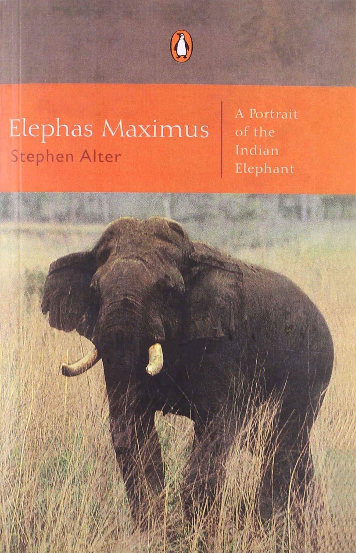 Elephas Maximus - Retail Maharaj