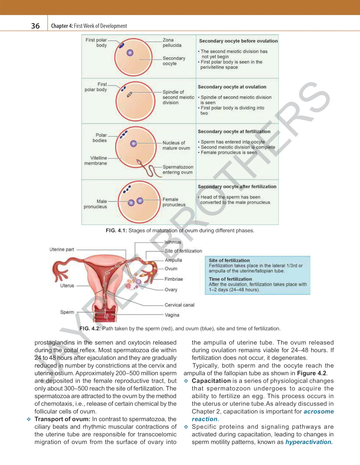 INDERBIR SINGH'S HUMAN EMBRYOLOGY