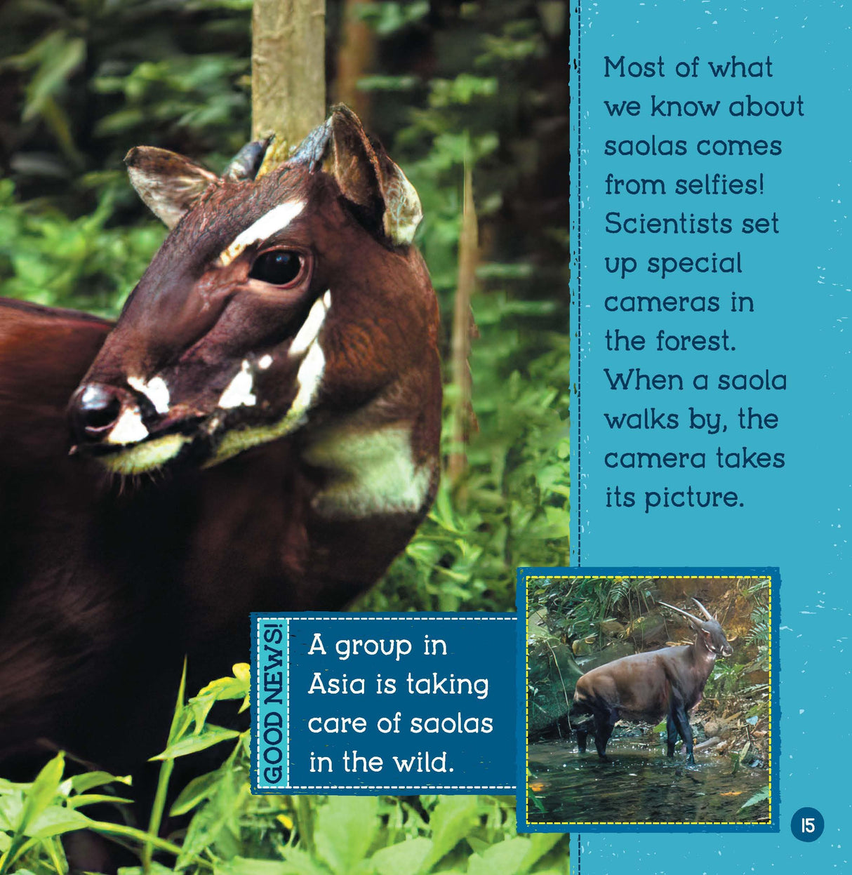 Animals At Risk (Wild World: Top 10) - Retail Maharaj