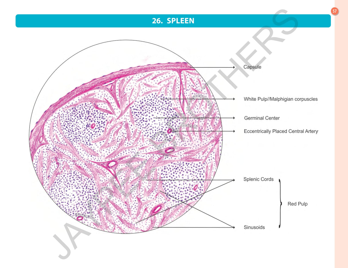 HISTOLOGY PRACTICAL MANUAL