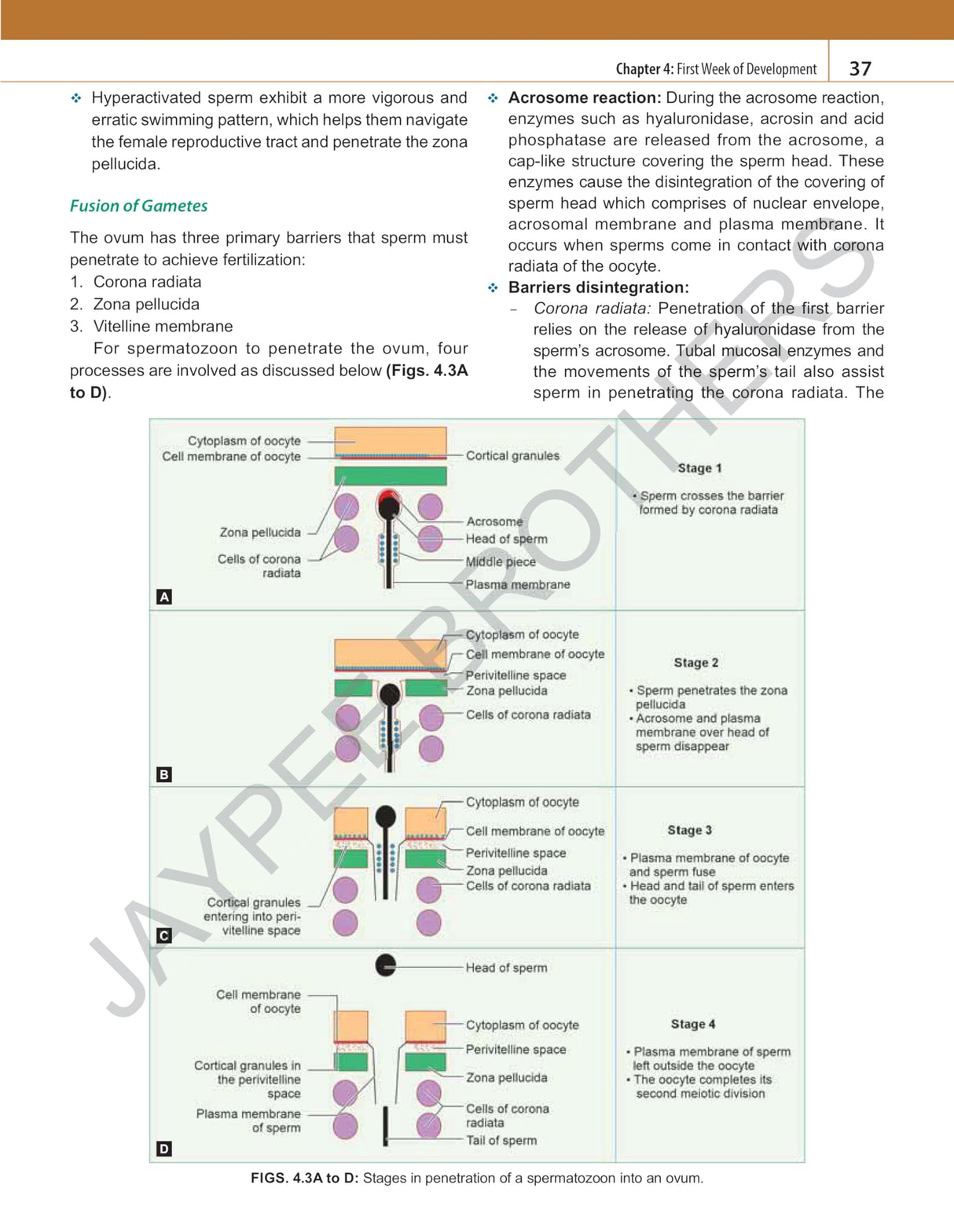 INDERBIR SINGH'S HUMAN EMBRYOLOGY