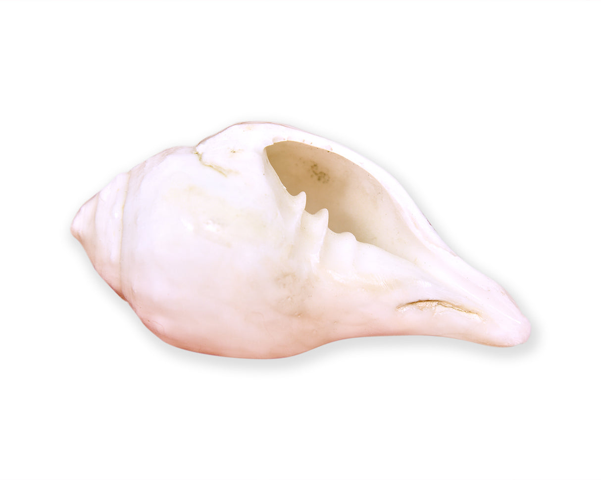 Shankh Big - Retail Maharaj