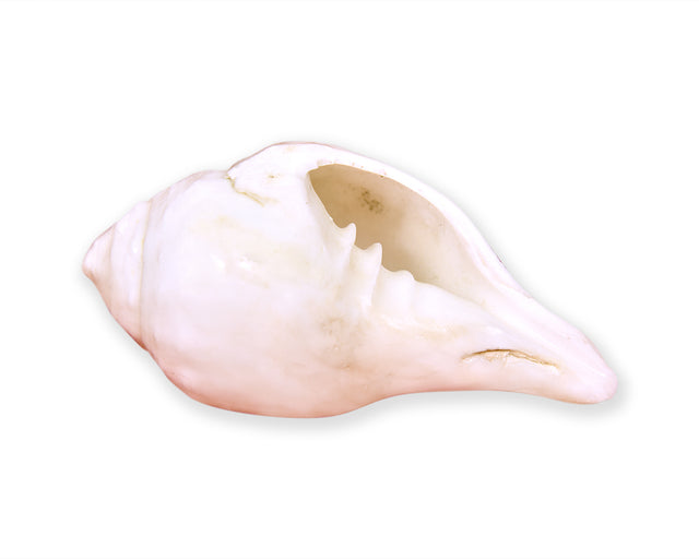 Shankh Big - Retail Maharaj