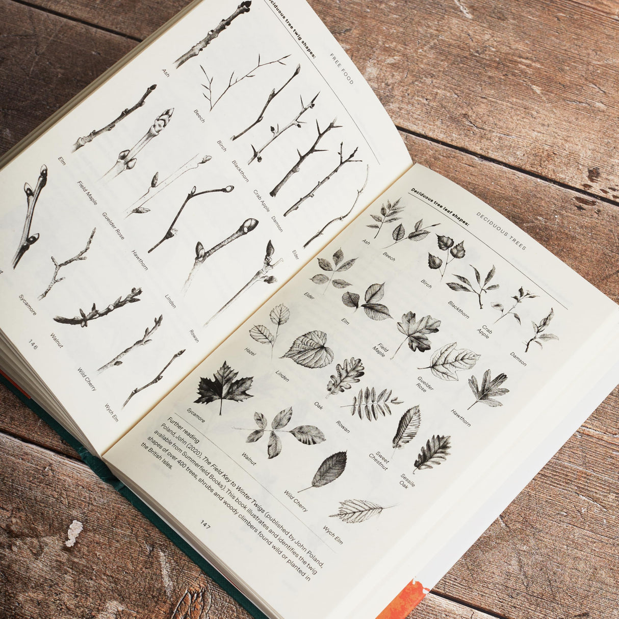 Free Food: Wild Plants and How to Eat Them - Retail Maharaj