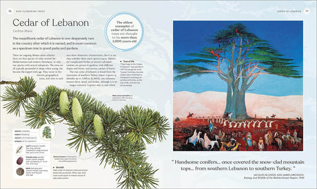 The Tree Book: The Stories, Science, and History of Trees - Retail Maharaj