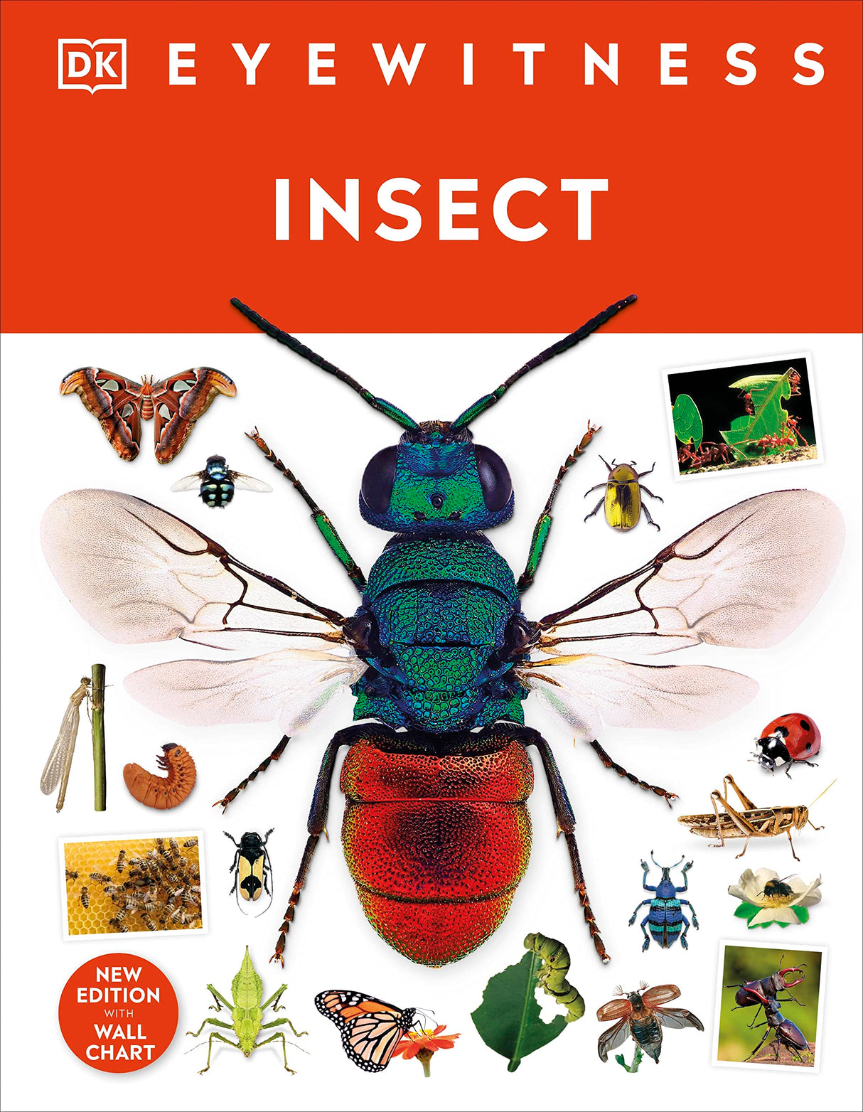 Insect - Retail Maharaj