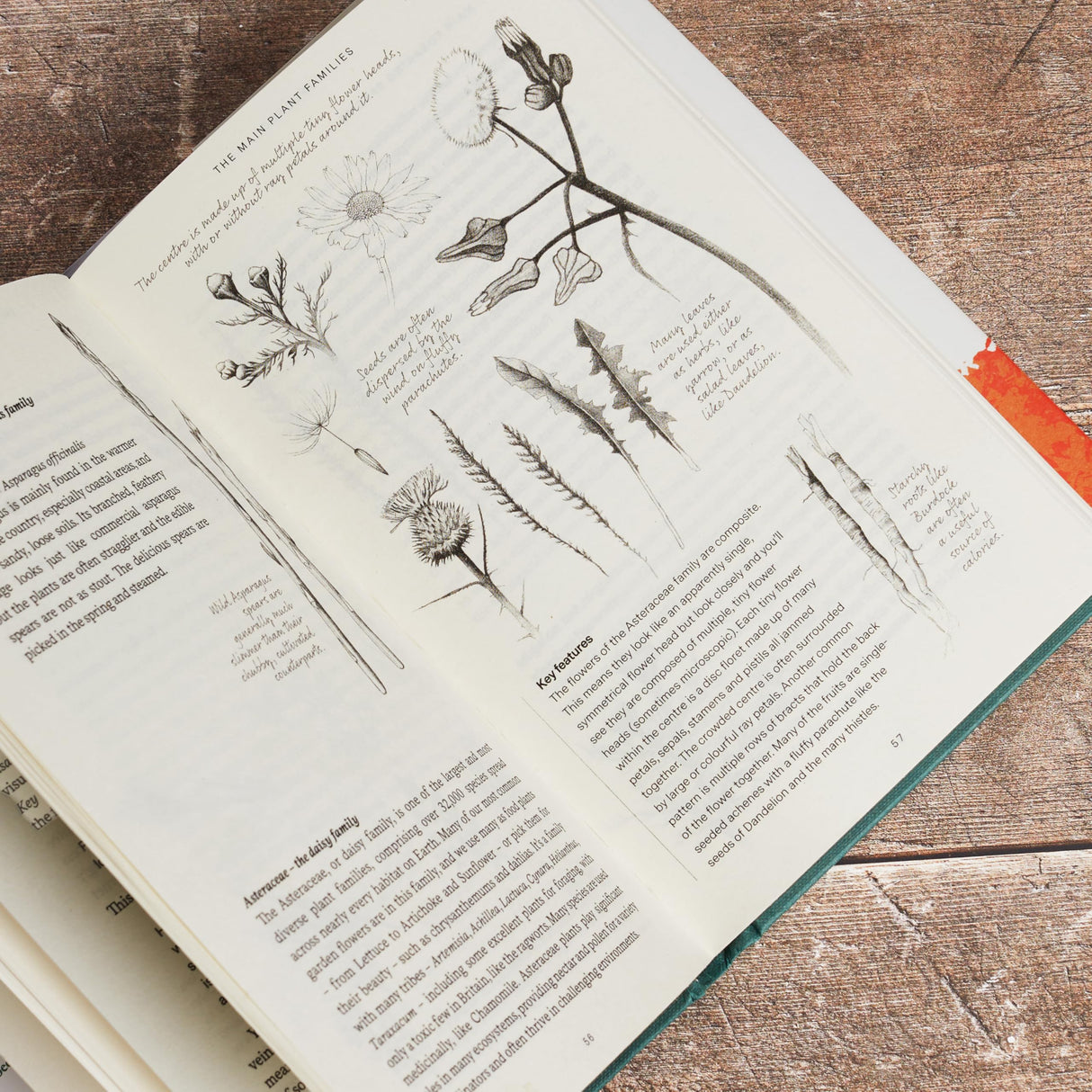 Free Food: Wild Plants and How to Eat Them - Retail Maharaj
