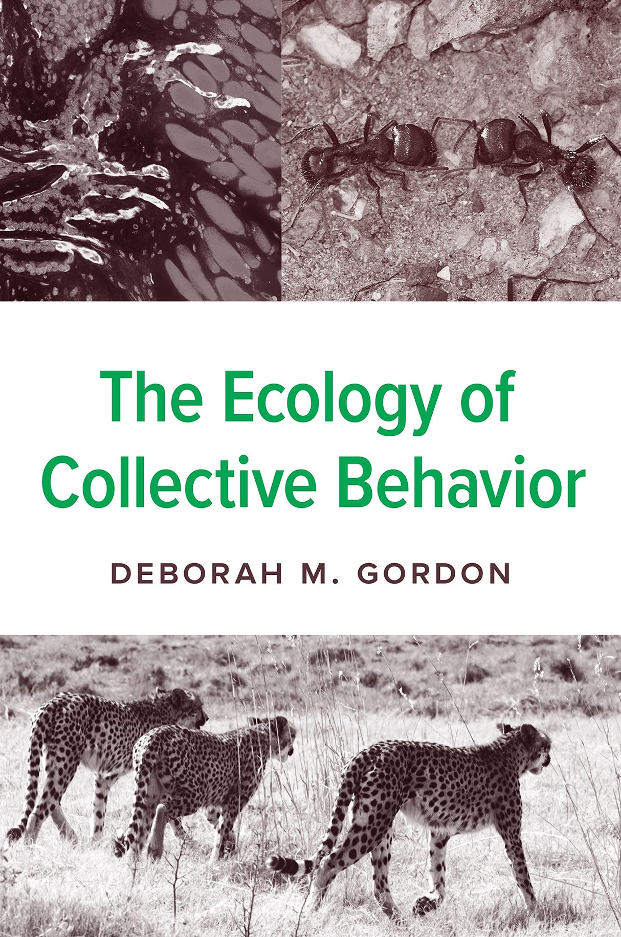The Ecology of Collective Behavior - Retail Maharaj