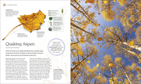 The Tree Book: The Stories, Science, and History of Trees - Retail Maharaj