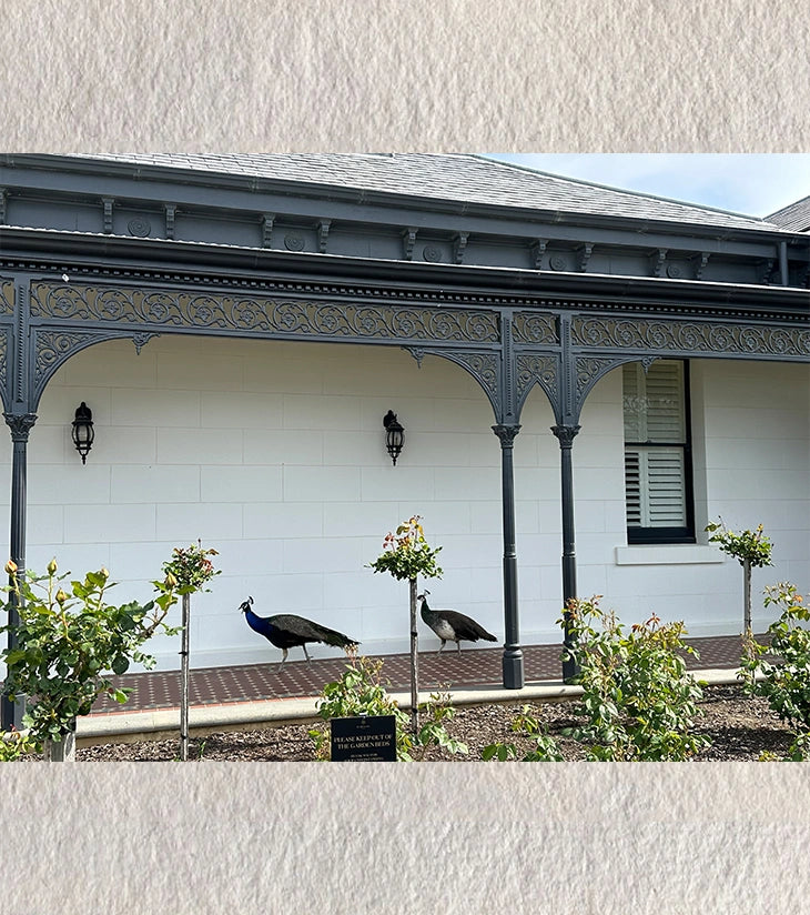 “Royal Promenade” by Ankita Sengupta - Retail Maharaj