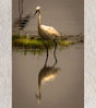 “Solitary Grace – Snowy Egret, Chilika” by Debarshi Guha Roy - Retail Maharaj