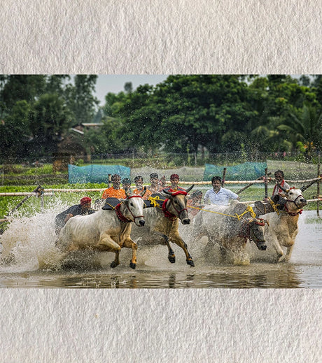 Fields of Thunder – Moichara Bull Race, West Bengal | Fine-Art Photograph by Sayantan Sengupta - Retail Maharaj