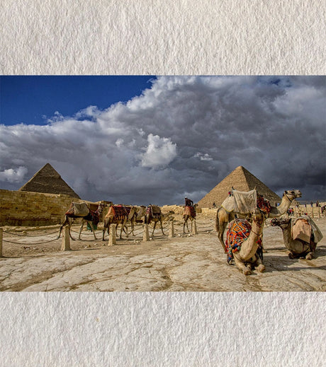 Echoes of Empire – Camels & Pyramids, Cairo | Fine-Art Photograph by Sayantan Sengupta - Retail Maharaj
