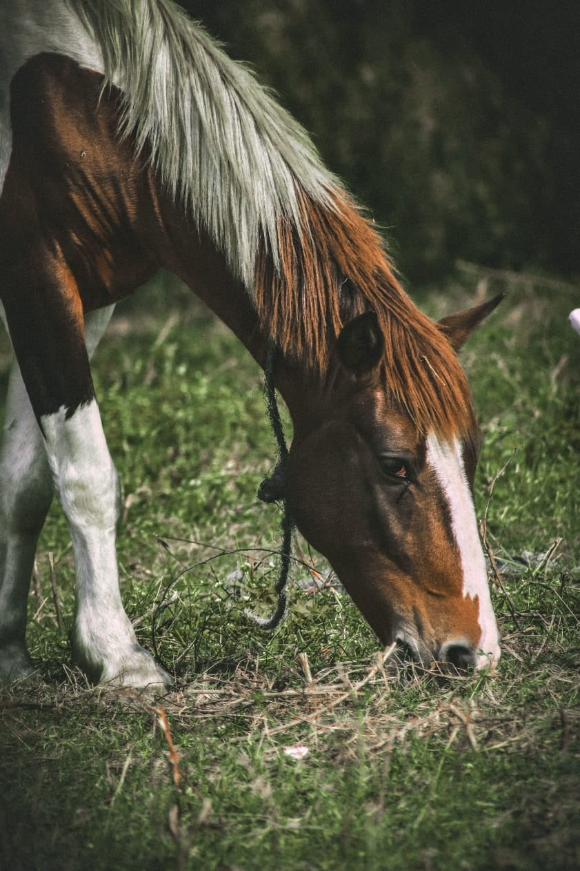 Grazing Grace: A Tribute to the Wild’s Stillness - Retail Maharaj