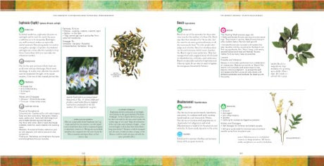 Natural Home Remedies: Safe and Effective Treatments for Common Ailments (The Complete Illustrated Guide to) - Retail Maharaj