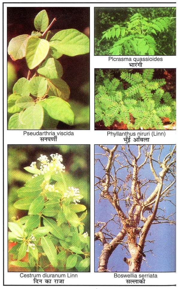 भारतीय जड़ी-बूटियाँ - Indian Herbs - Retail Maharaj