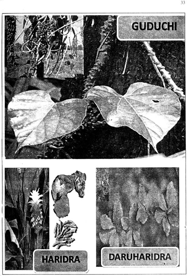 Dravya Guna Vigyan-II with Pharmacology (Comprehensive Study of Essential Medicinal Plants with Pharmacology as per CCIM Syllabus 2013-2014) - Retail Maharaj