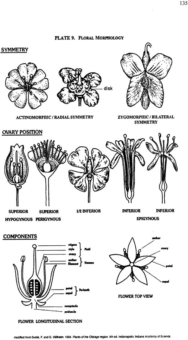 Dravya Guna Vigyan-II with Pharmacology (Comprehensive Study of Essential Medicinal Plants with Pharmacology as per CCIM Syllabus 2013-2014) - Retail Maharaj